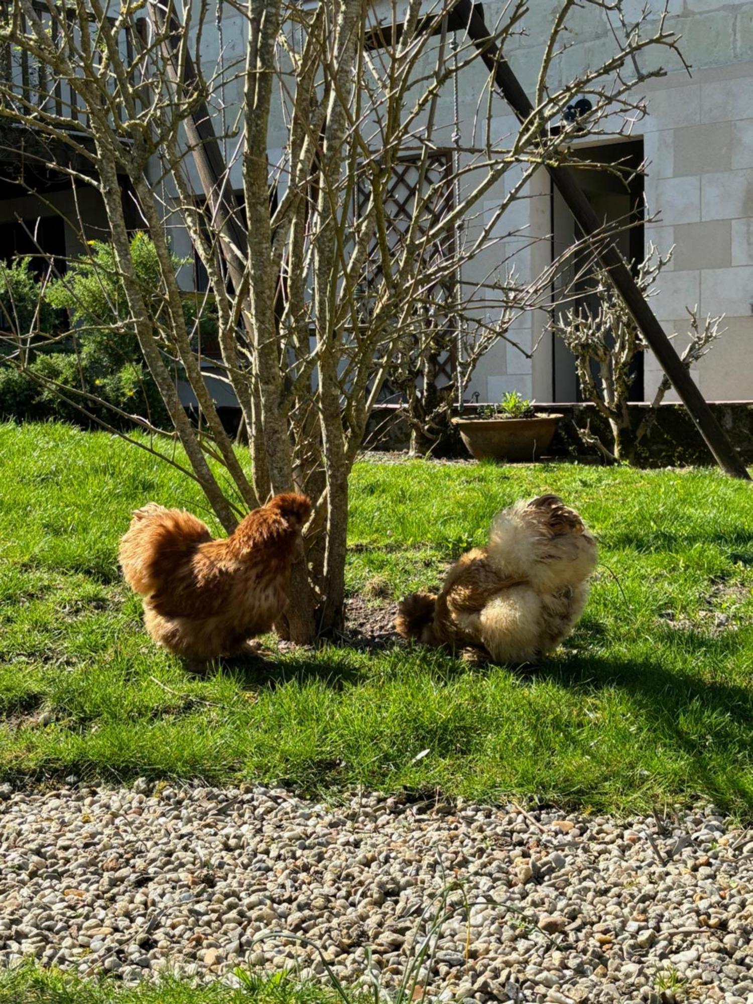 Le Petit Hureau Saumur Extérieur photo